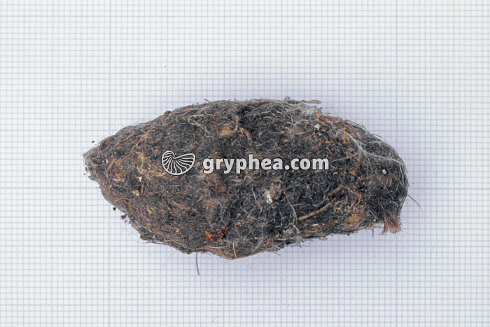 Pelote de réjection de chouette Effraie (Tyto alba) - gryphea.com